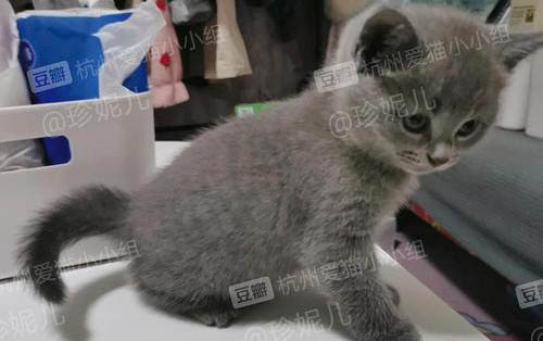 剛買的小藍(lán)貓不吃東西怎么辦