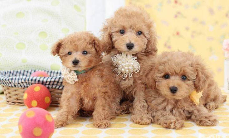 貴賓犬專用狗糧有哪些品牌