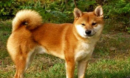 中華田園犬打嗝是怎么回事
