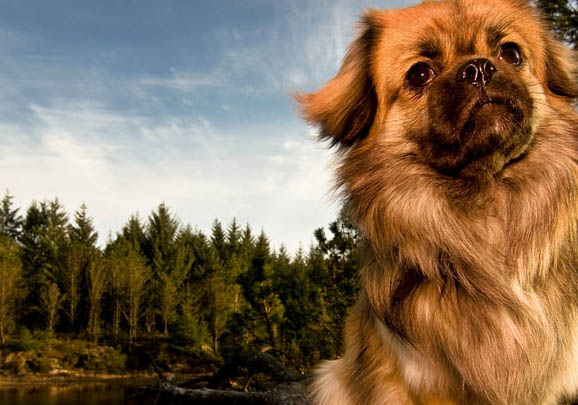 西藏獵犬太瘦原因