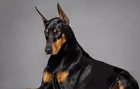 杜賓犬和比特犬哪個厲害