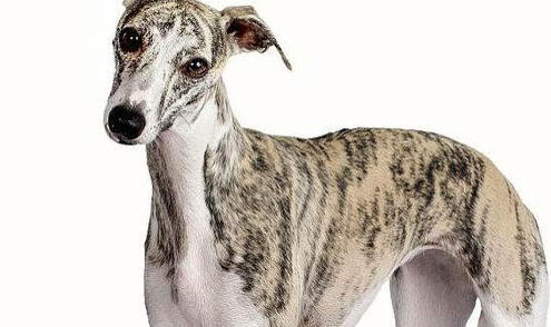 惠比特犬坐月子注意事項