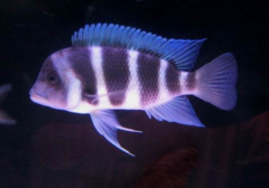 剛下的小孔雀魚怎么喂