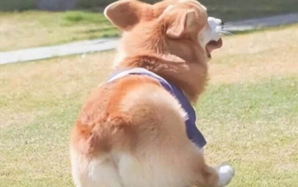 小狗可以吃蛋黃嗎?
