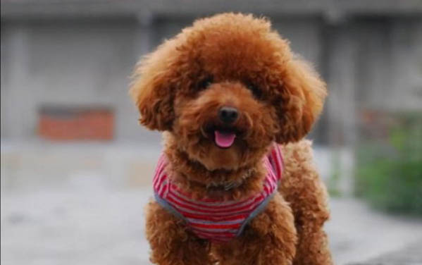 泰迪犬和比熊犬哪個好養