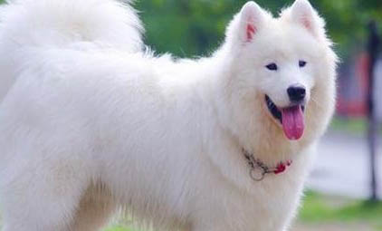 薩摩耶成犬一天吃多少