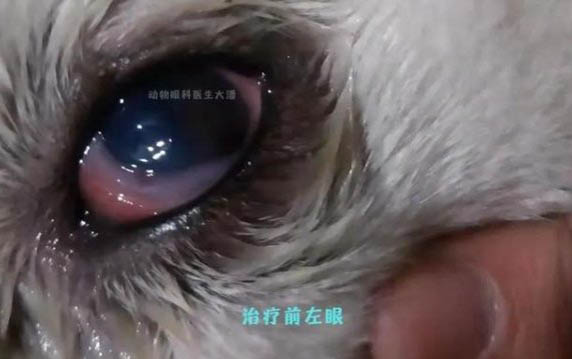 狗狗死后為什么不可以碰