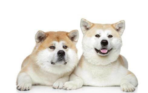 秋田犬可以換主人嗎