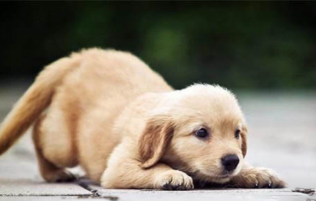 幼犬狗糧哪個牌子好