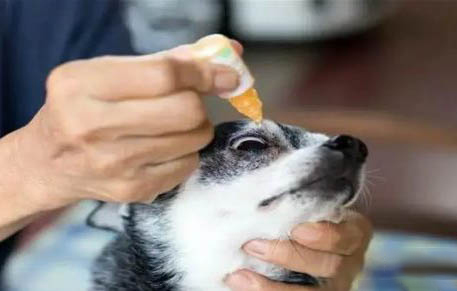 狗狗拉血還能活幾天