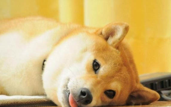 狗狗腿瘸了多久可以自愈