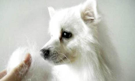 犬瘟熱要吃什么藥好