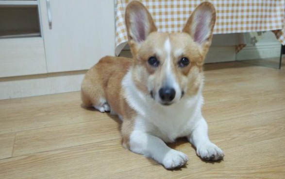 狗狗不能吃什么東西