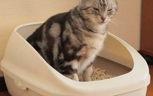 什么食物小貓可以吃