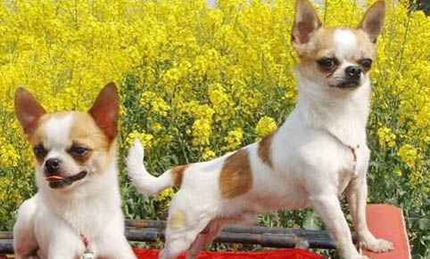 怎么判斷吉娃娃犬狗狗健康