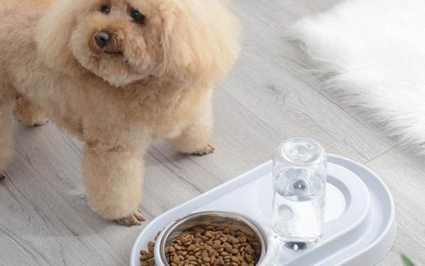 狗狗皮膚癬