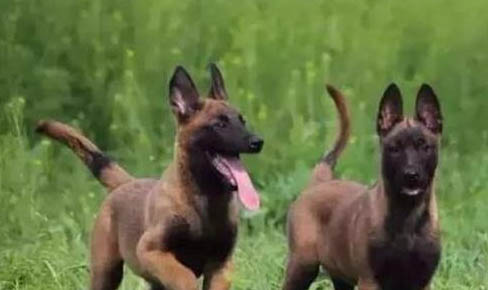 馬犬和德牧哪個好