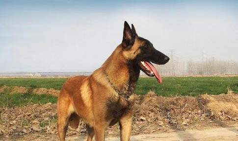 馬犬山區(qū)打獵怎么樣