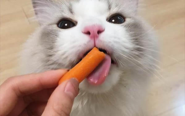 貓咪需要吃化毛膏嗎