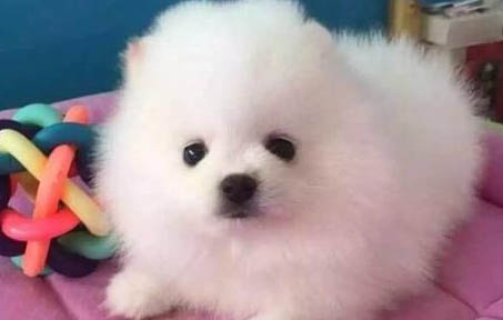 狗狗配狗被強制打斷怎么辦