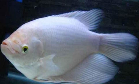 魚缸養(yǎng)褐藻需要怎樣處理