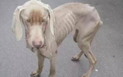 博美犬如何訓(xùn)練