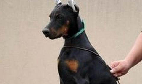 杜賓犬價(jià)格多少錢一只