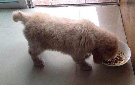 6斤狗狗能不能吃葡萄