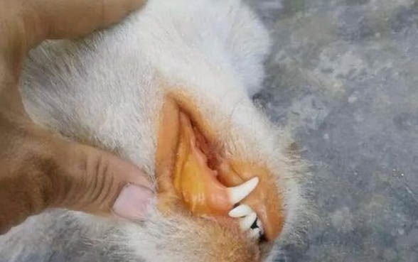 狗狗感染細(xì)小病毒的癥狀有哪些?