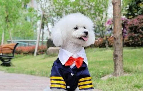 為什么狗狗啃骨頭就吐