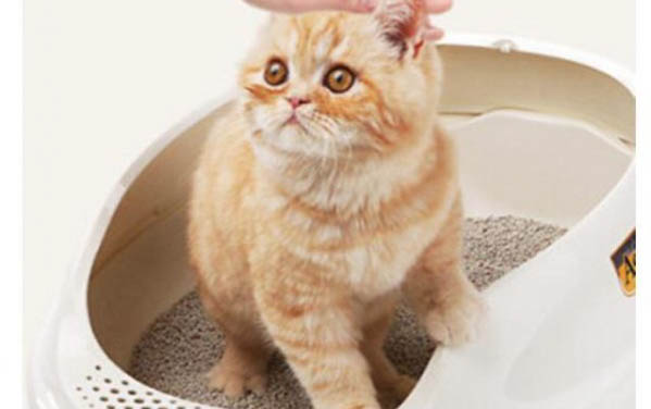小貓吐了貓糧