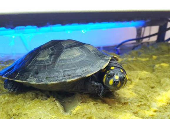 黃頭側頸龜是二級保護動物嗎