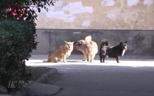 狗狗可以吃猴桃