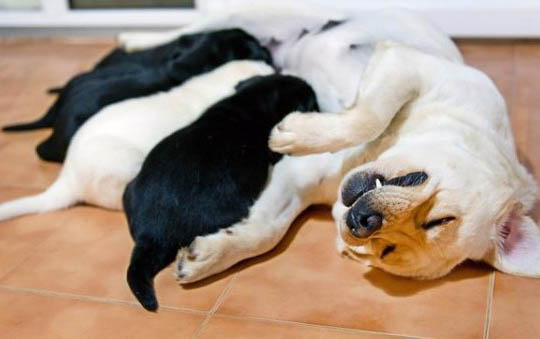 狗狗心絲蟲有哪些癥狀