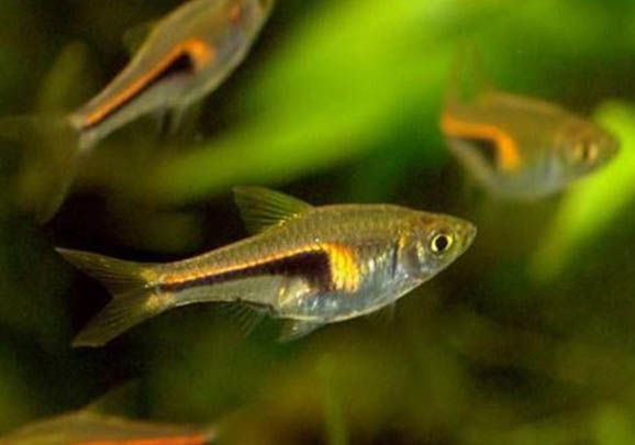藍三角魚怎么區分公母