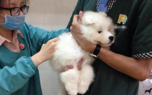 狗狗不在家大小便怎么辦啊？