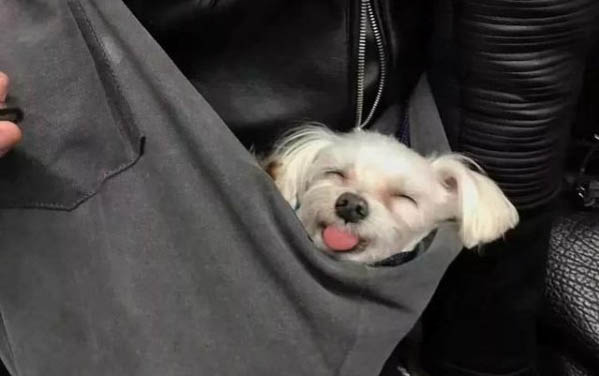 貓咪感冒了有些什么癥狀