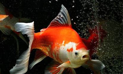 羅漢魚換新缸注意什么？