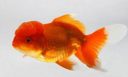 怎么治療孔雀魚水霉病