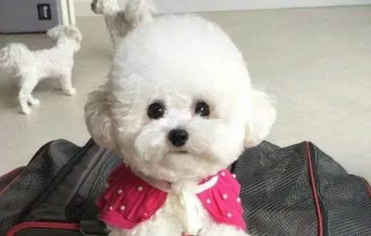 比熊狗糧要泡多久
