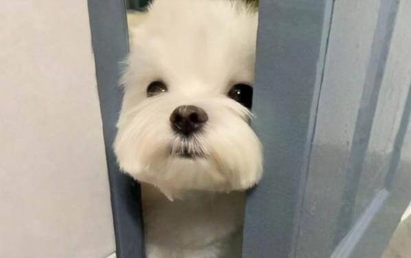 小狗什么時候長牙齒