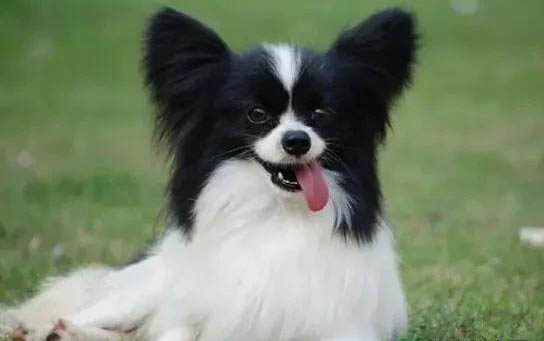 為什么蝴蝶犬串串很多