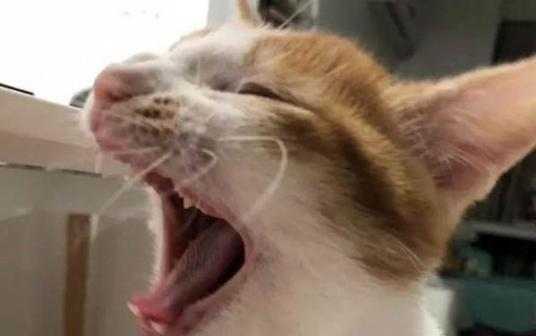 貓咪腎衰竭死亡的癥狀有哪些
