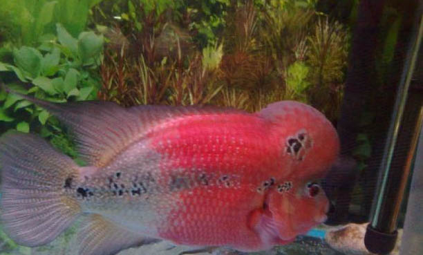 如何預防鳳尾魚爛尾