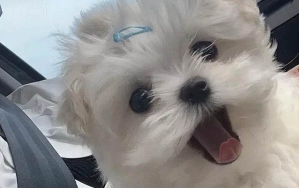 小狗沒精神怎么辦