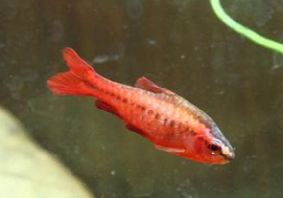 斗魚可以和什么魚混養呢?