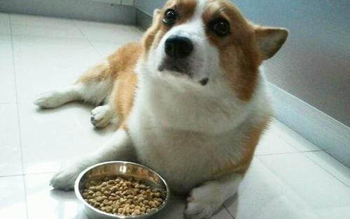 狗狗怎么接生