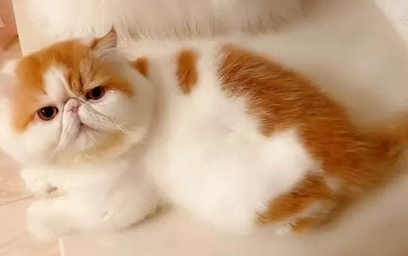 藍眼白貓為什么不能養