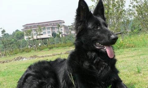 比利時(shí)牧羊犬不愛(ài)吃東西的原因及處理方法