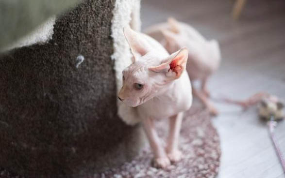 小貓突然一下子不吃東西